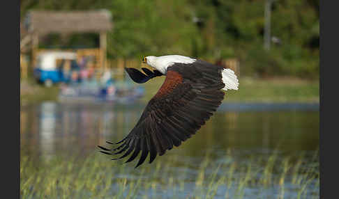 Schreiseeadler (Haliaeetus vocifer)