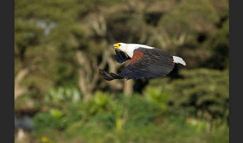 Schreiseeadler (Haliaeetus vocifer)