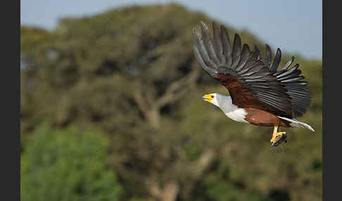 Schreiseeadler (Haliaeetus vocifer)