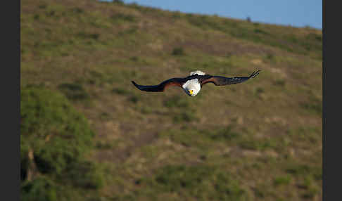 Schreiseeadler (Haliaeetus vocifer)