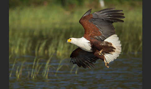 Schreiseeadler (Haliaeetus vocifer)