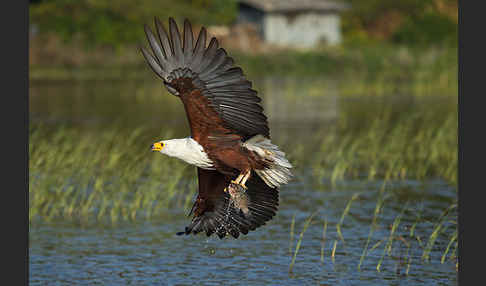 Schreiseeadler (Haliaeetus vocifer)