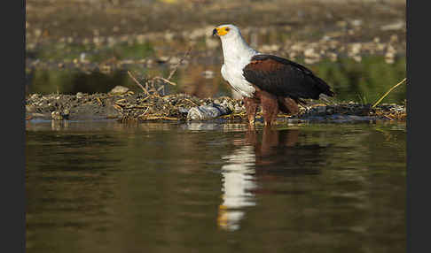 Schreiseeadler (Haliaeetus vocifer)