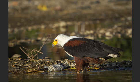 Schreiseeadler (Haliaeetus vocifer)