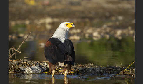 Schreiseeadler (Haliaeetus vocifer)