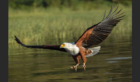 Schreiseeadler (Haliaeetus vocifer)