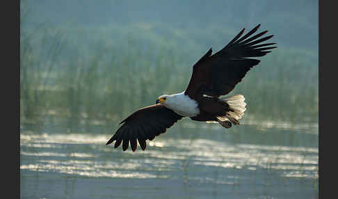 Schreiseeadler (Haliaeetus vocifer)