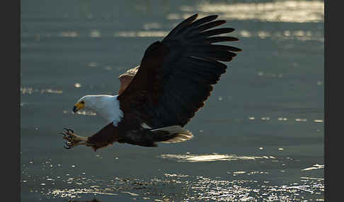 Schreiseeadler (Haliaeetus vocifer)