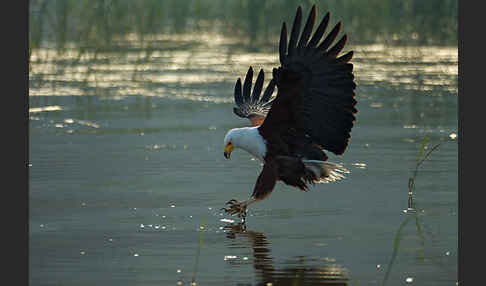 Schreiseeadler (Haliaeetus vocifer)