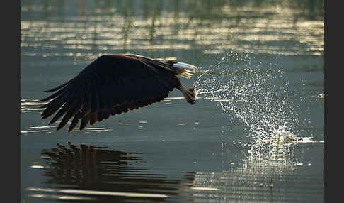 Schreiseeadler (Haliaeetus vocifer)