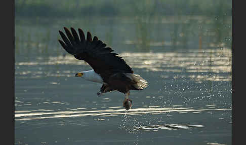 Schreiseeadler (Haliaeetus vocifer)