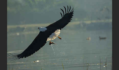 Schreiseeadler (Haliaeetus vocifer)