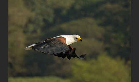 Schreiseeadler (Haliaeetus vocifer)