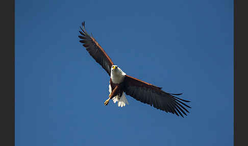 Schreiseeadler (Haliaeetus vocifer)