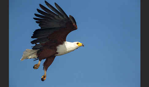 Schreiseeadler (Haliaeetus vocifer)