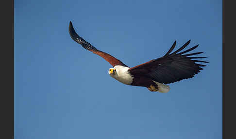 Schreiseeadler (Haliaeetus vocifer)