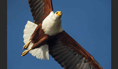 Schreiseeadler (Haliaeetus vocifer)