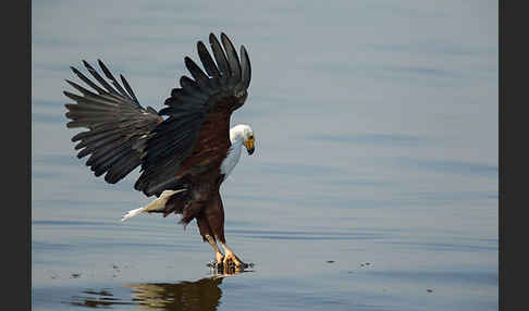 Schreiseeadler (Haliaeetus vocifer)