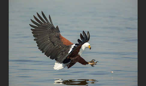 Schreiseeadler (Haliaeetus vocifer)