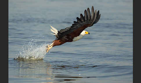 Schreiseeadler (Haliaeetus vocifer)