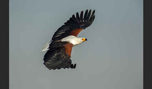 Schreiseeadler (Haliaeetus vocifer)