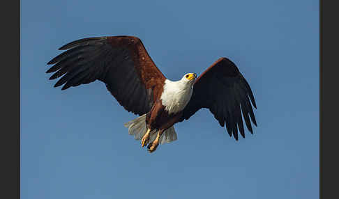 Schreiseeadler (Haliaeetus vocifer)