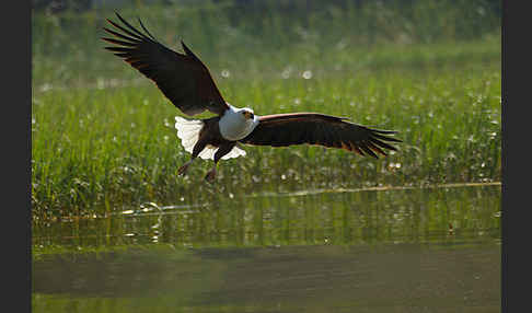 Schreiseeadler (Haliaeetus vocifer)