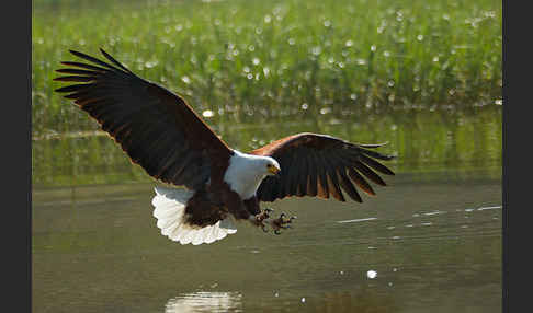 Schreiseeadler (Haliaeetus vocifer)