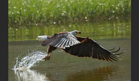 Schreiseeadler (Haliaeetus vocifer)