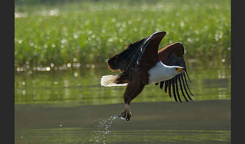 Schreiseeadler (Haliaeetus vocifer)