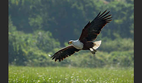 Schreiseeadler (Haliaeetus vocifer)