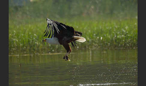 Schreiseeadler (Haliaeetus vocifer)