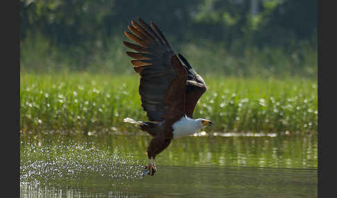 Schreiseeadler (Haliaeetus vocifer)