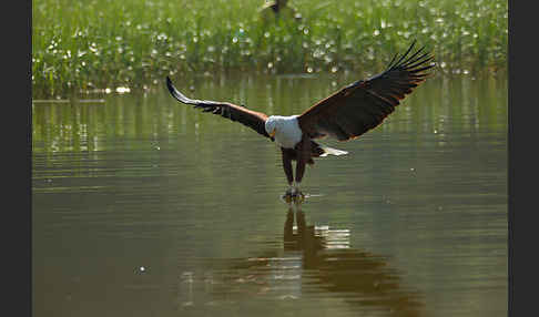 Schreiseeadler (Haliaeetus vocifer)