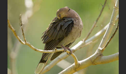 Halbmondtaube (Streptopelia semitorquata)