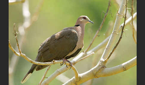 Halbmondtaube (Streptopelia semitorquata)