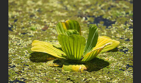 Wassersalat (Pistia stratiotes)