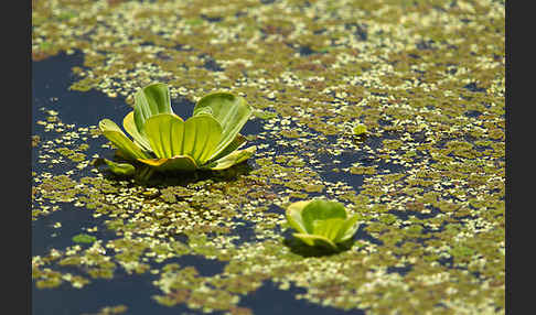 Wassersalat (Pistia stratiotes)