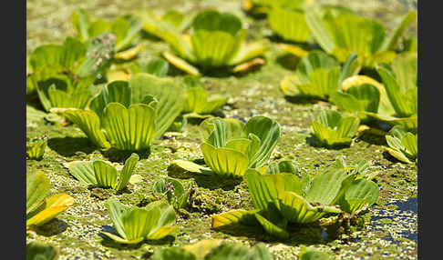 Wassersalat (Pistia stratiotes)