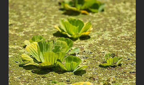 Wassersalat (Pistia stratiotes)