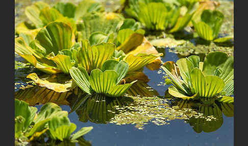 Wassersalat (Pistia stratiotes)