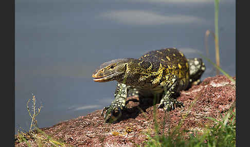 Nilwaran (Varanus niloticus)