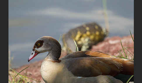 Nilgans (Alopochen aegyptiacus)