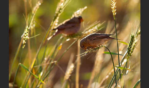 Wüstengimpel (Bucanetes githagineus)