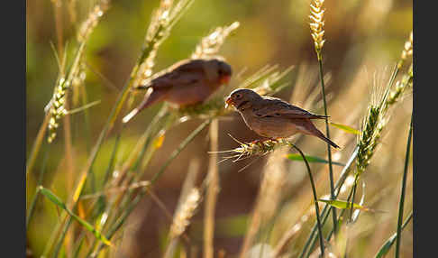 Wüstengimpel (Bucanetes githagineus)