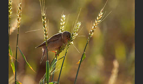 Wüstengimpel (Bucanetes githagineus)