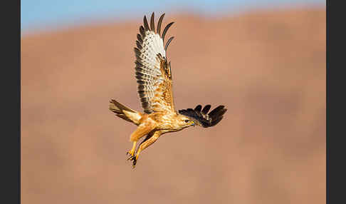 Adlerbussard (Buteo rufinus)