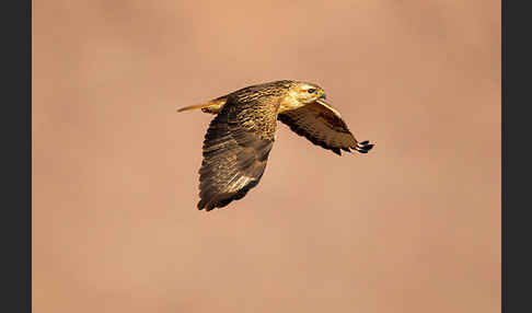 Adlerbussard (Buteo rufinus)