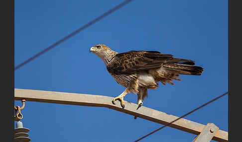 Habichtsadler (Aquila fasciata)