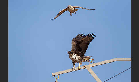 Adlerbussard (Buteo rufinus)